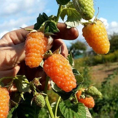 Малина Оранжеве чудо, шт