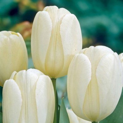 Тюльпан Ivory Floradale (12+), шт