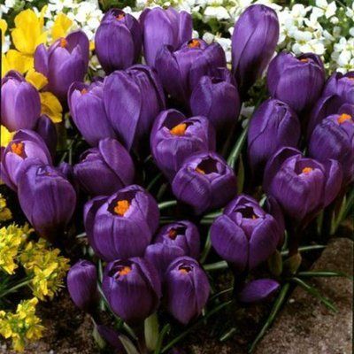 Крокус Purpureus Gr. (8/9), шт