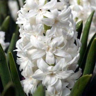 Гіацинт Snow Crystal (махровий), шт
