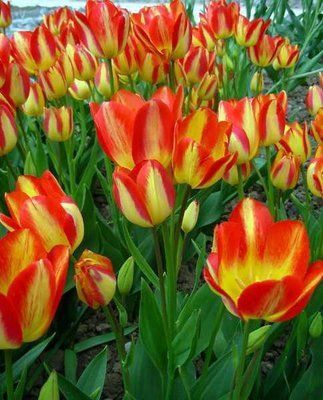 Тюльпан Florette (11/12), шт