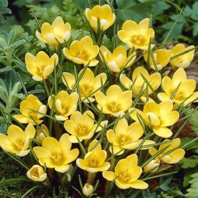 Крокус Romance (5/6), шт