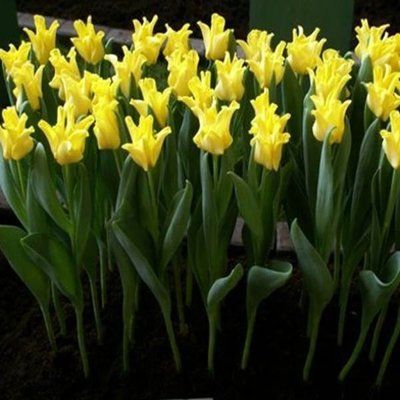 Тюльпан Yellow Crown (11/12), шт