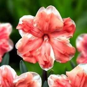 Нарцис Apricot Whirl (12/14), шт