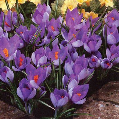 Крокус Whitewell Purple (5/6), шт