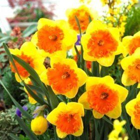 Нарцис Bright Corsage (12/14), шт