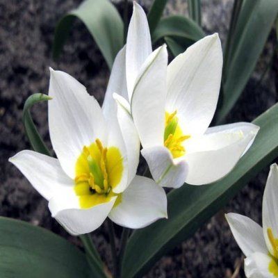 Тюльпан двухцветковый (5/6), шт