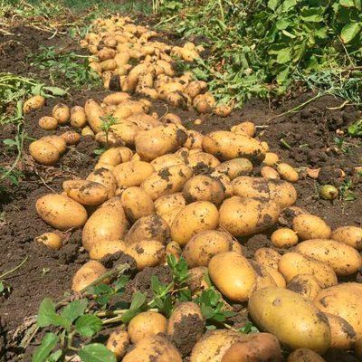 Насіннева картопля Фінка, кг