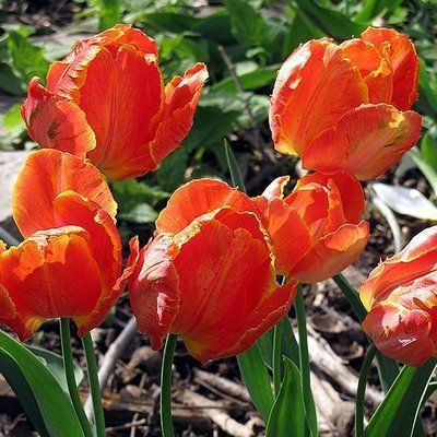 Тюльпан Orange Favorit, шт