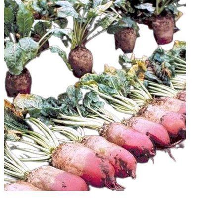 Насіння буряка кормового Червоний велетень (ВАГОВИЙ ФРАНЦІЯ),кг