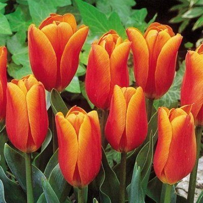 Тюльпан Triumph Orange (11/12), шт