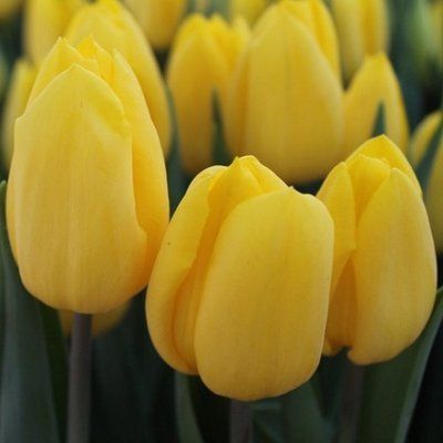 Тюльпан Triumph Yellow (11/12), шт