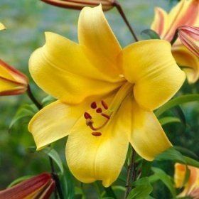 Лілія трубчаста Golden Splendour (16/18), шт
