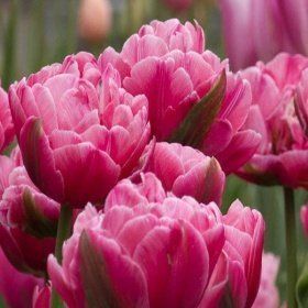 Тюльпан Up Pink (11/12), шт
