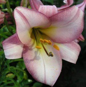 Лілія трубчаста Pink Perfection (16/18), шт