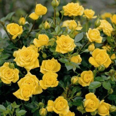 Троянда спрей Єллоу Бейбі (Yellow Babe), шт