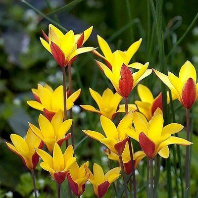 Тюльпан Clusiana Var Chrysantha, шт