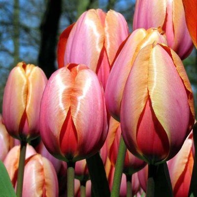 Тюльпан Apricot Impression, шт
