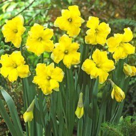 Нарцис Pretty in Yellow (12/14), шт