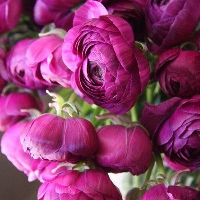 Троянда спрей Фуксія Лейс (Fuchsia Lace), шт