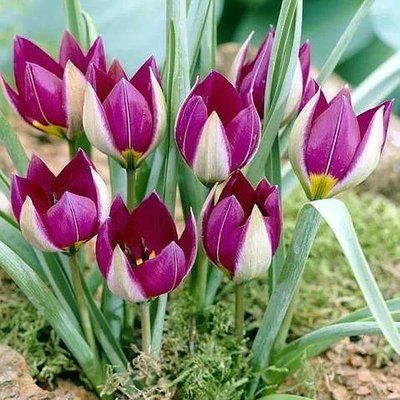 Тюльпан Pulchella Persian Pearl, шт