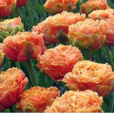 Тюльпан Exotic Sun (11/12), шт