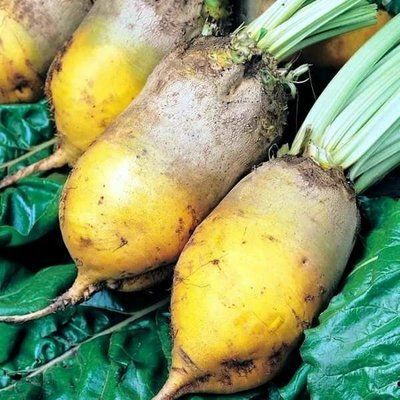Насіння буряка кормового Екендорфський жовтий, 0,9 кг (Яскрава)