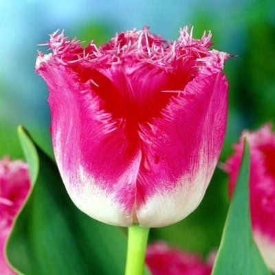 Тюльпан Fancy Frills (11/12), шт
