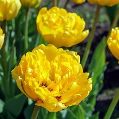Тюльпан Yellow Pomponnette, шт